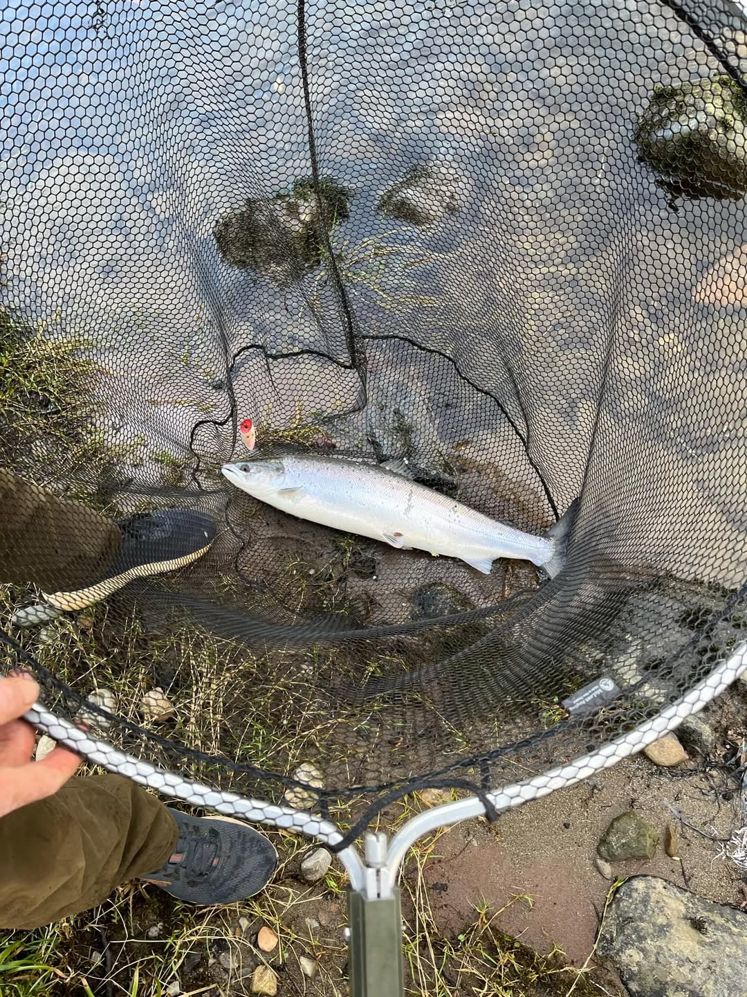 Ian Beaton with a bright thirteen-pound spring salmon in the landing net on the bank of the River Tay
